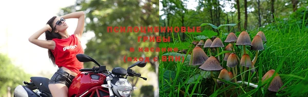 дживик Аркадак